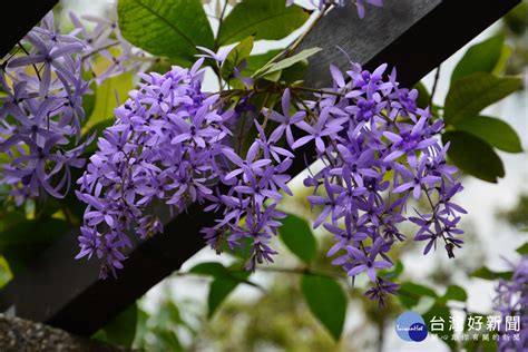 許願藤風水|【開花筆記】最浪漫的花：紫色錫葉藤